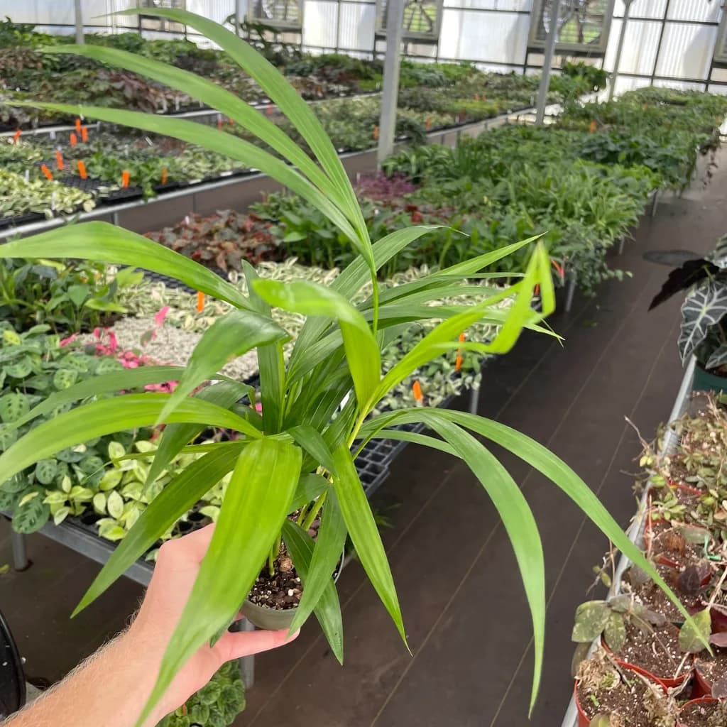 Areca Palm