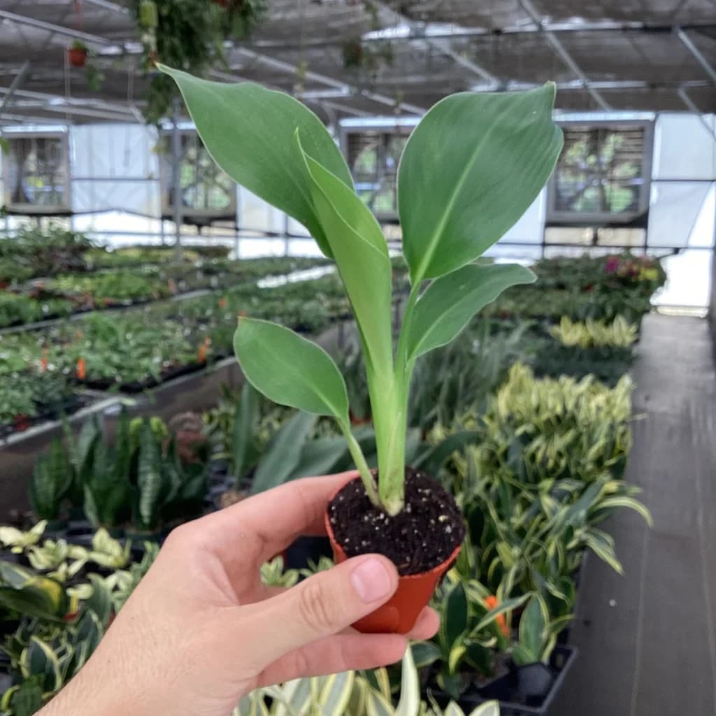 Bird of Paradise