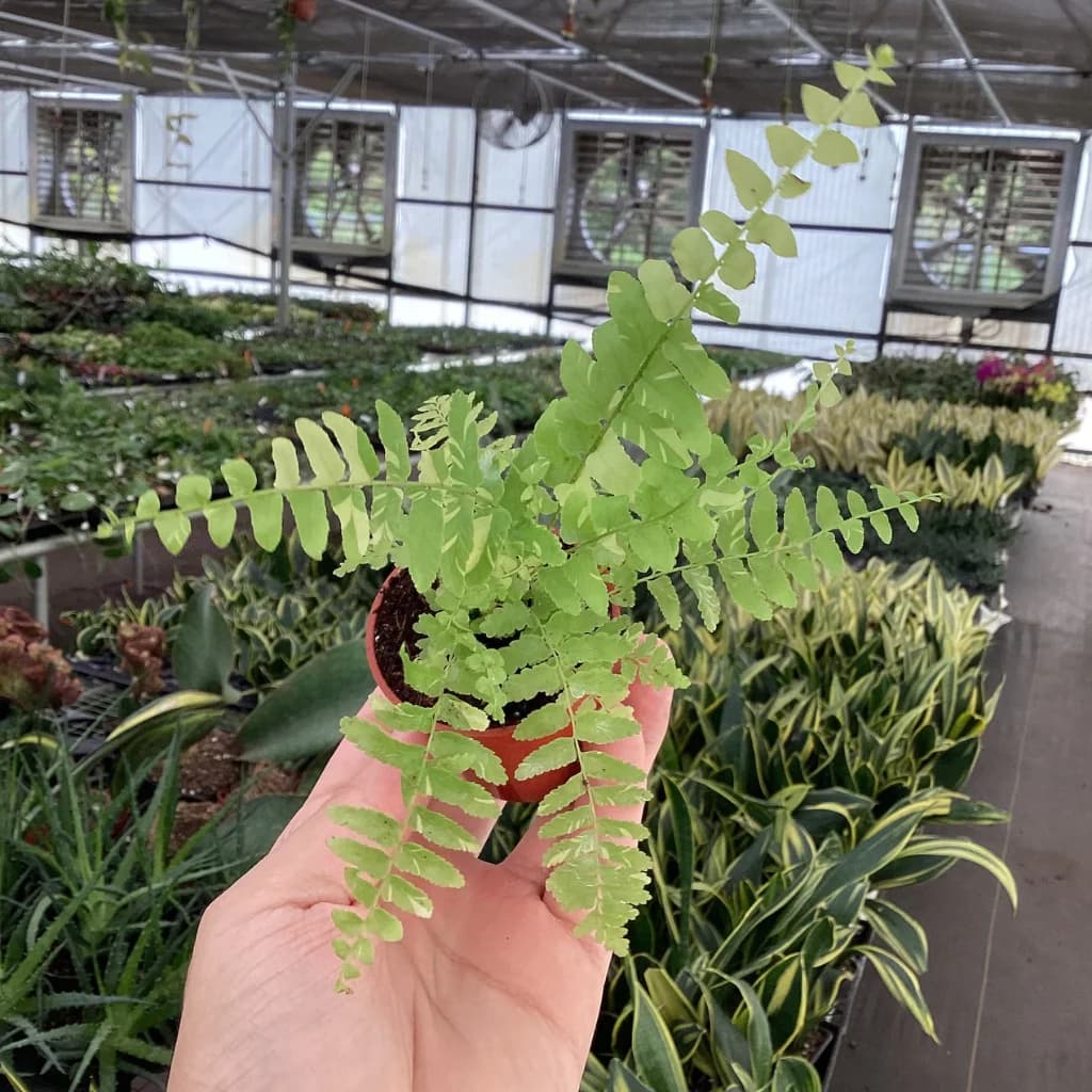 Boston Fern