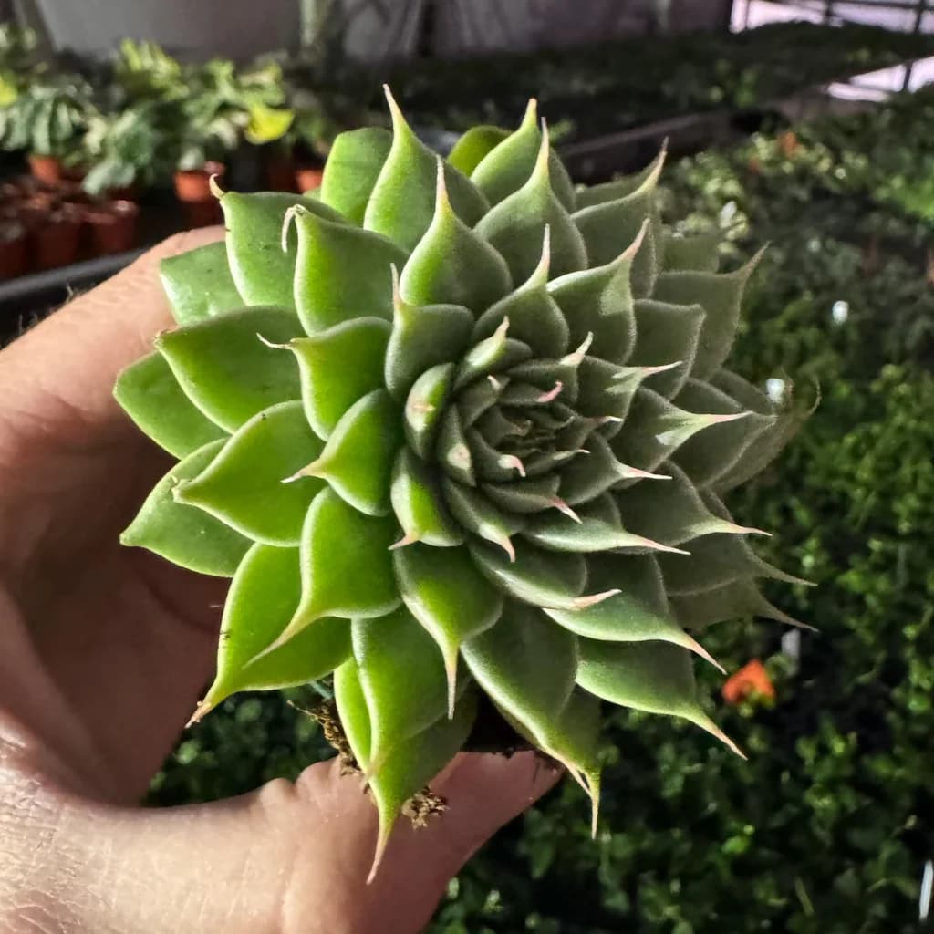Echeveria