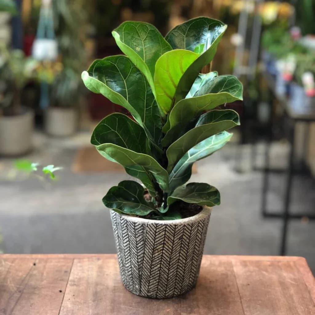 Fiddle Leaf Fig