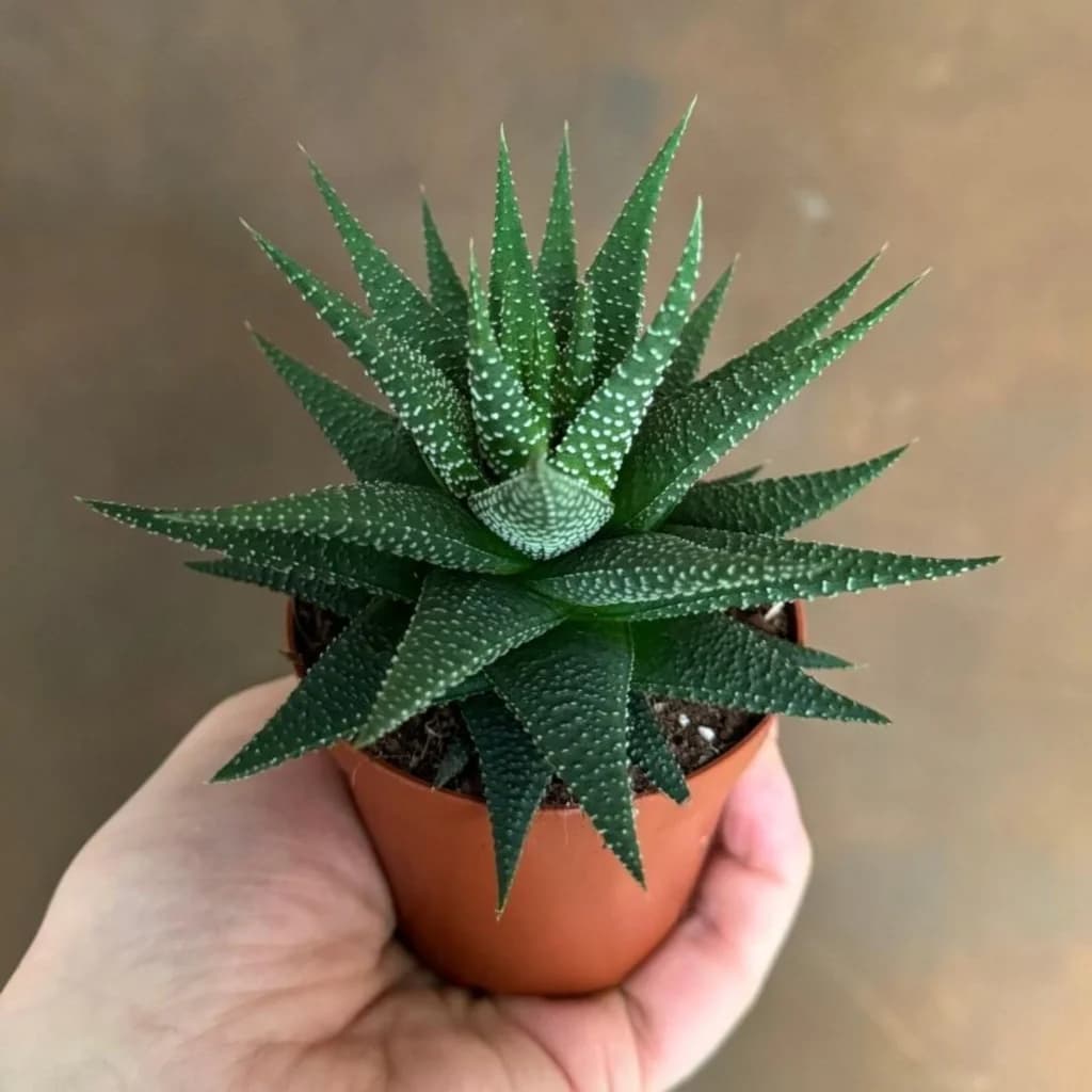 Haworthia