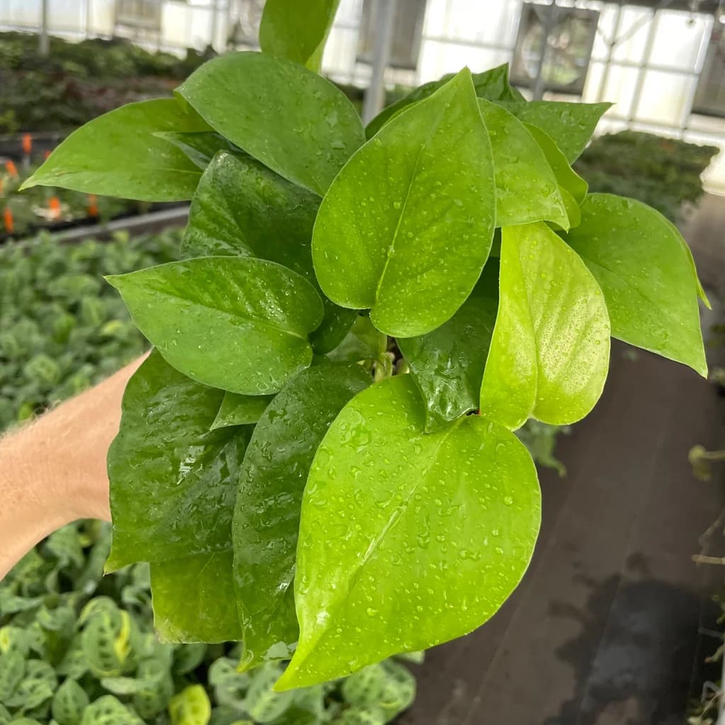 Jade Plant