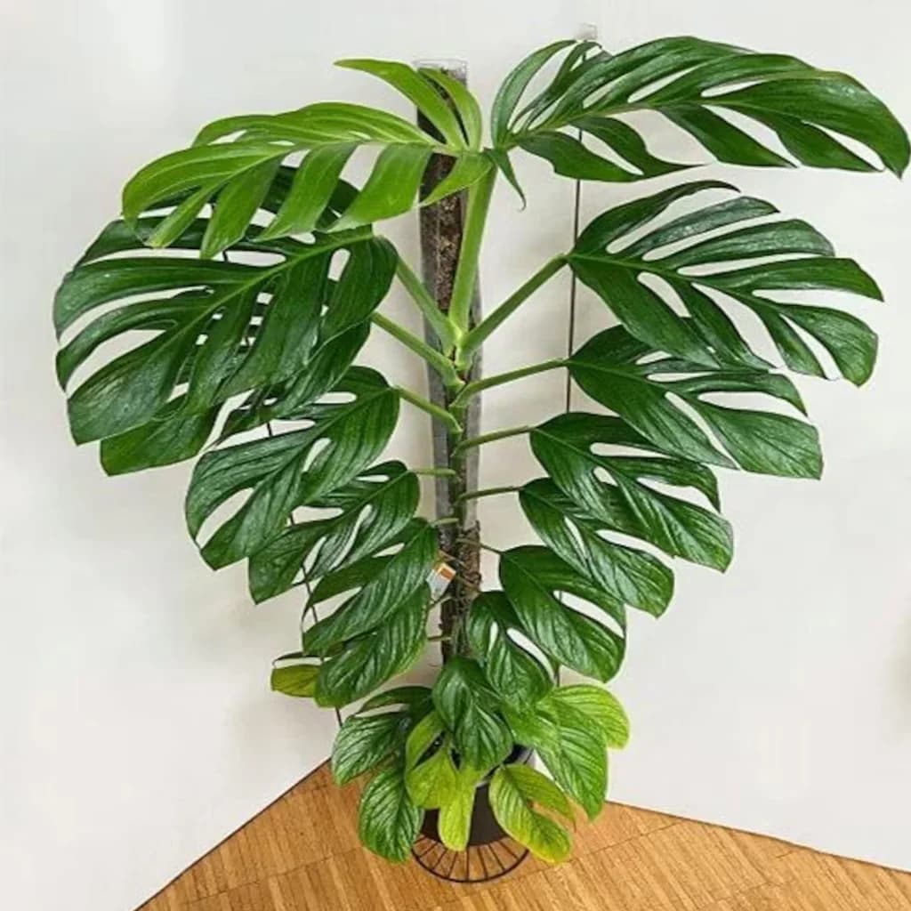 Monstera Deliciosa