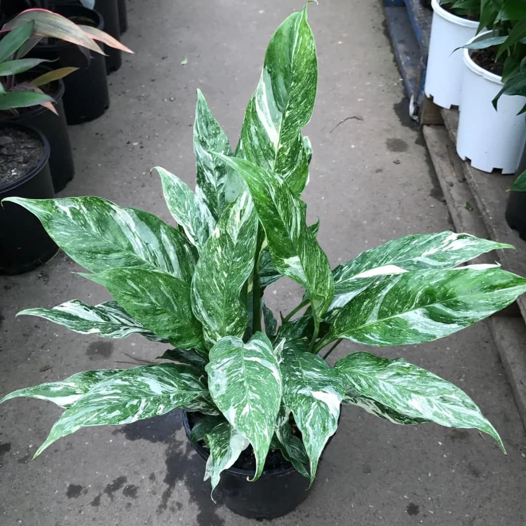 Peace Lily