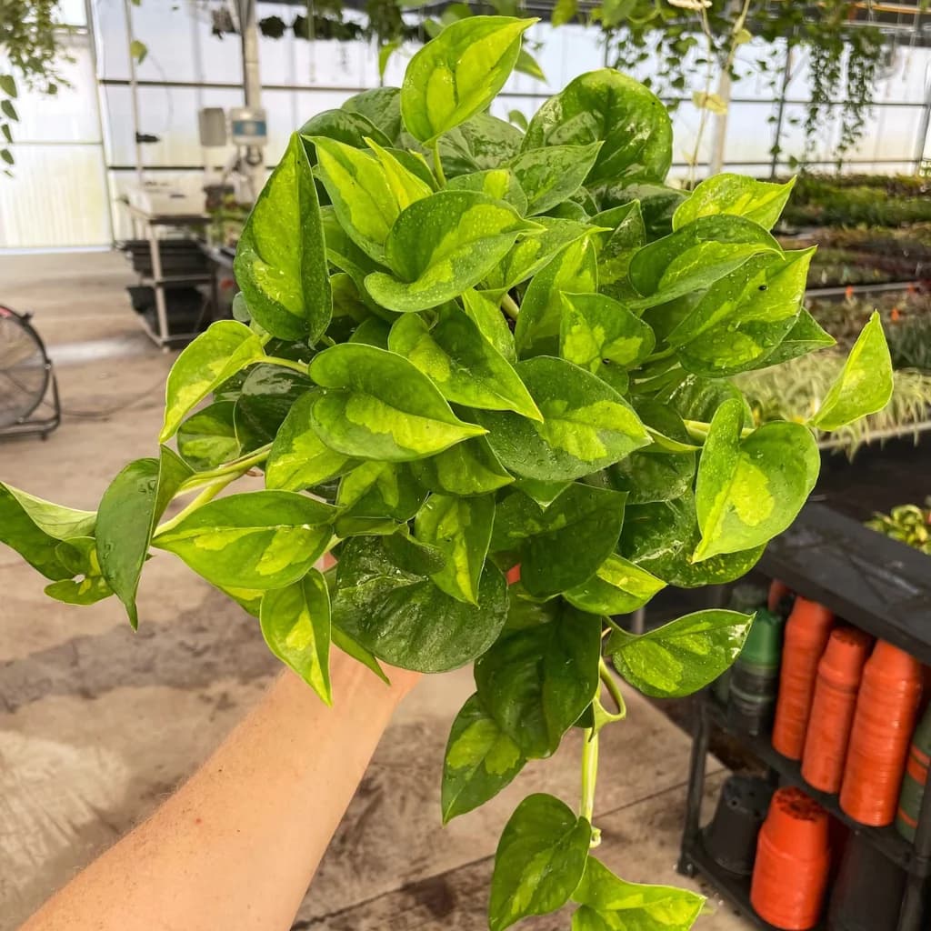 Pothos