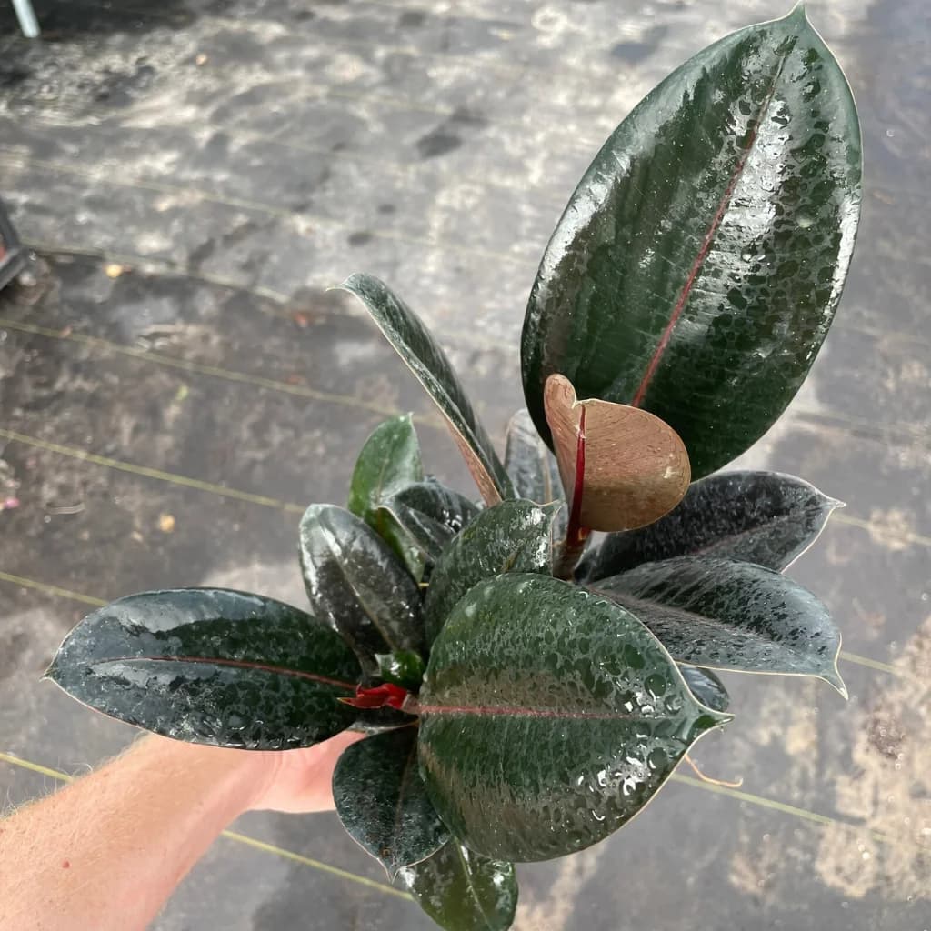 Rubber Plant