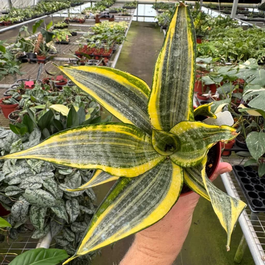Snake Plant