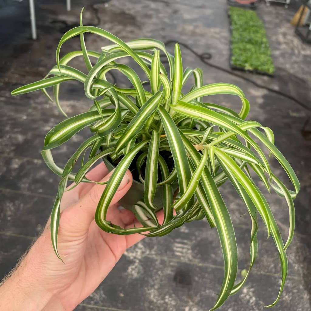 Spider Plant