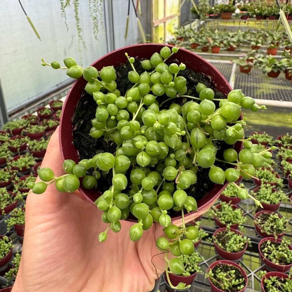 String of Pearls