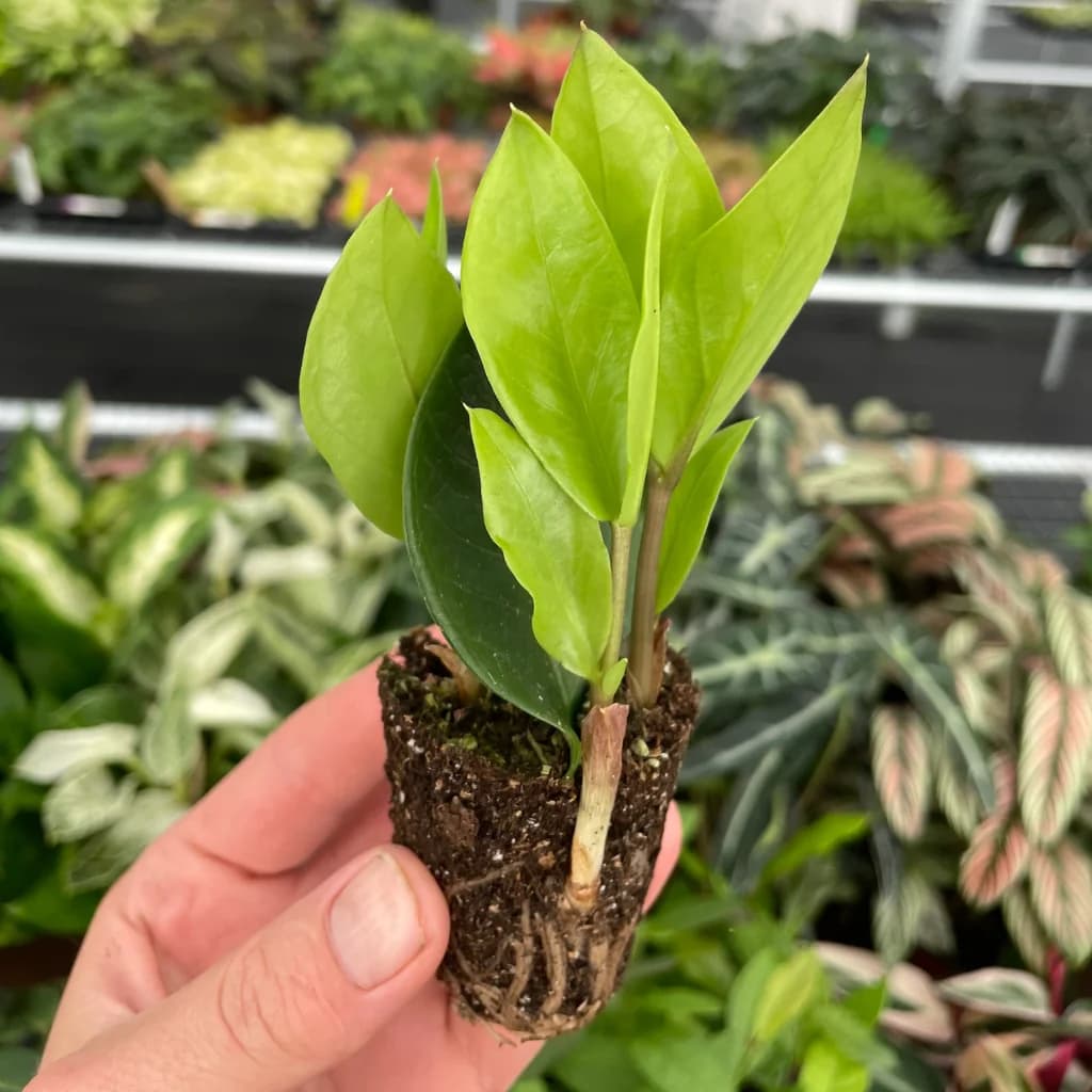 ZZ Plant