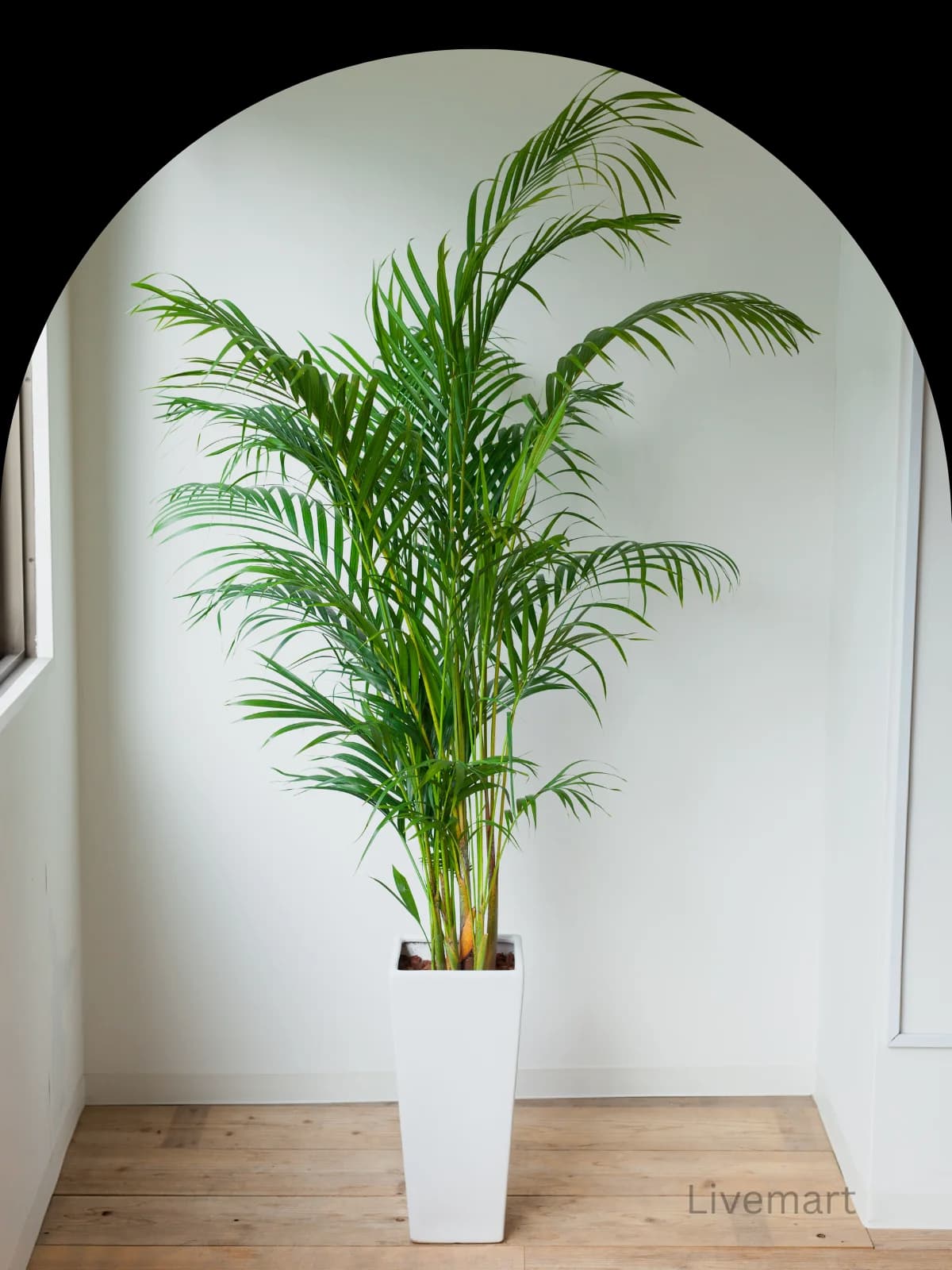 A beautiful, healthy philodendron plant in a stylish pot, representing the quality plants available at Livemart.